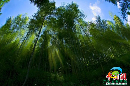 竹林 十大网赌平台推荐网站 供图