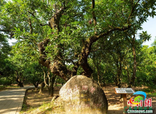 茂名根子古树群 十大网赌平台推荐网站 供图