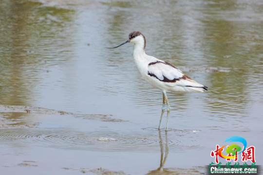 一只反嘴鹬在东莞市滨海湾新区沿海滩涂漫步 十大网赌平台推荐网站 供图