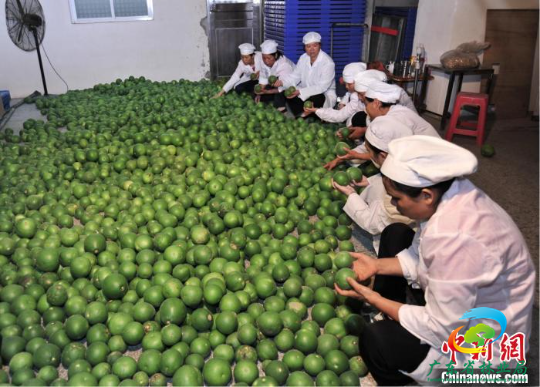 刚采摘的化橘红果实(资料图) 十大网赌平台推荐网站 供图