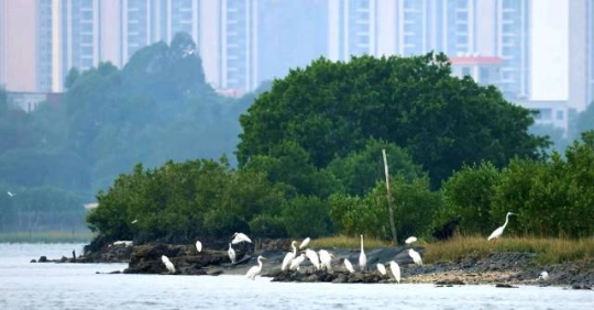 水东湾红树林中栖息的候鸟。周启昌 摄