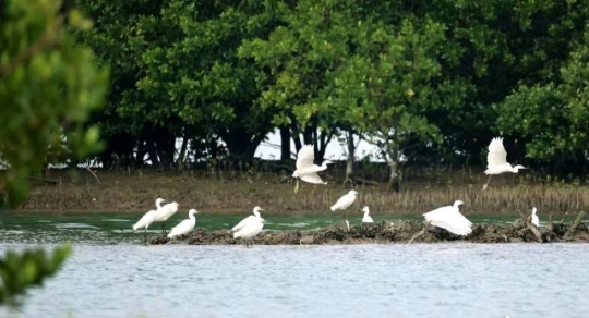 水东湾红树林中栖息的候鸟。周启昌 摄