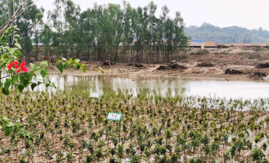 滨海湿地公园启动红树林生态修复试点,新种品种有秋茄树、桐花树、白骨壤等。邓建青 摄