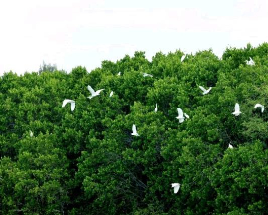 红树林和候鸟群是水东湾驰名美景。周启昌 摄