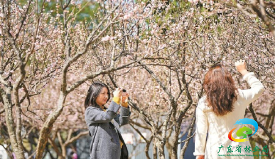 深圳千亩梅园花开正艳 深圳千亩梅园花开正艳
