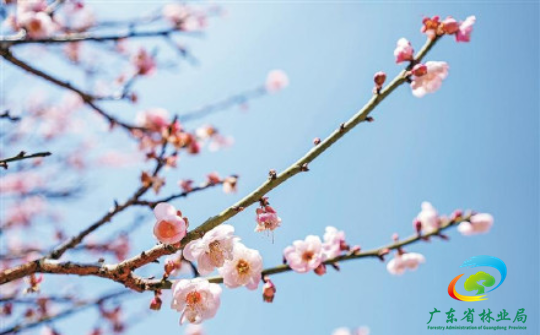 深圳千亩梅园花开正艳 深圳千亩梅园花开正艳