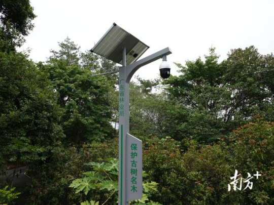 保护古树名木的摄像头。