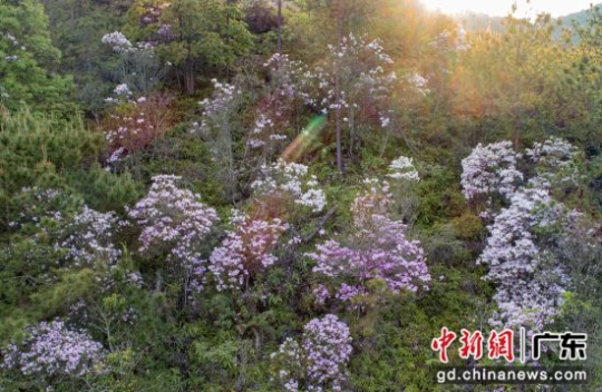 天井山的云锦杜鹃。十大网赌平台推荐网站 供图