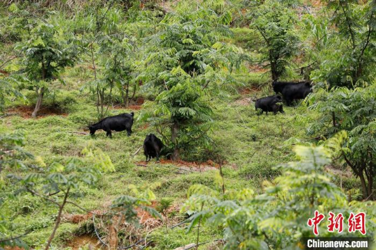 山羊在猴耳环林地觅食 十大网赌平台推荐网站 供图