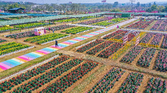 广东盈香生态园四季花海.jpg