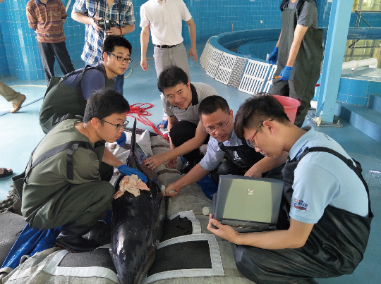 珠江口中华白海豚1.jpg