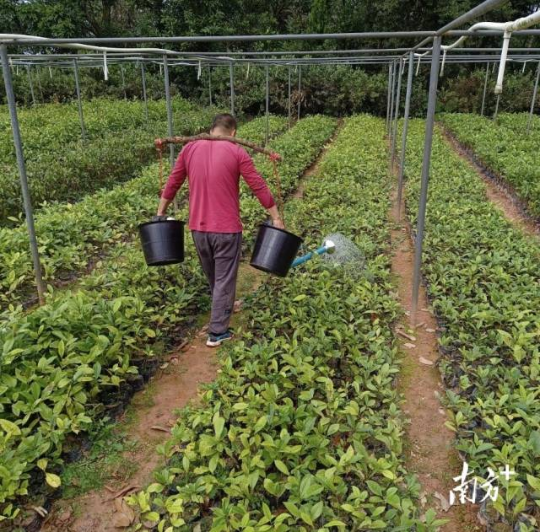茂名市苗木储备充足。 茂名市苗木储备充足。