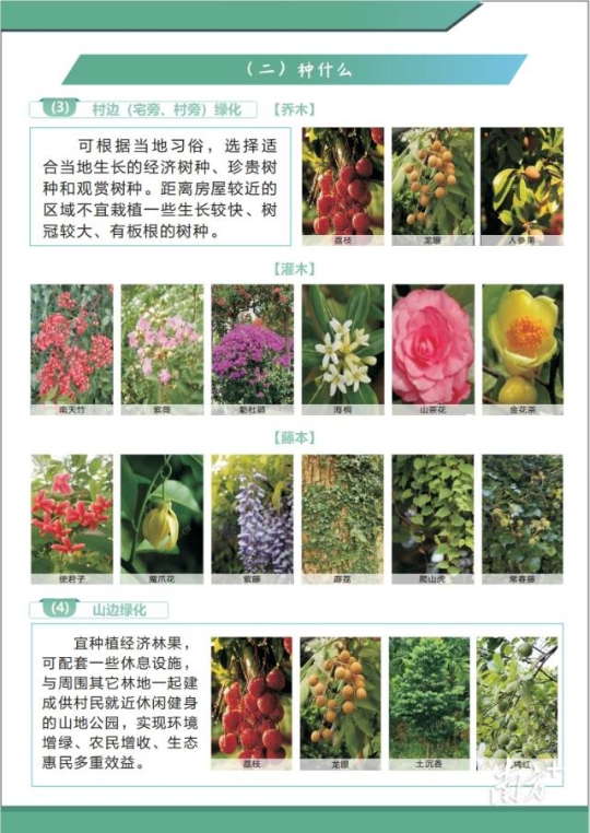 乡村植树技术手册给出植树指引。