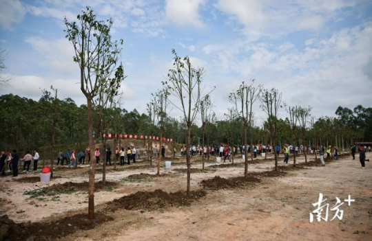 种下的树木在春风的吹拂下,生机勃勃。吴昊 摄