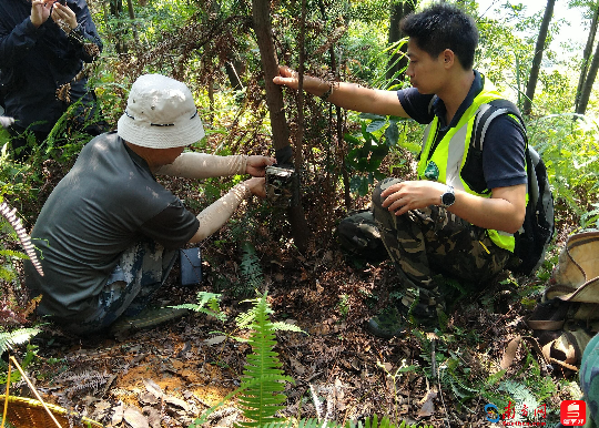 科研人员在开展中华穿山甲洞穴样线专项调查(通讯员供图)