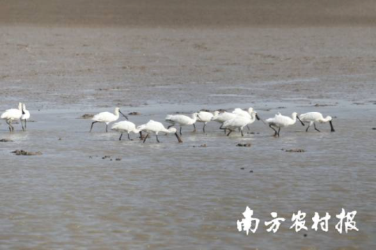 黑脸琵鹭。王姣 摄