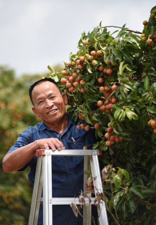 村民采收荔枝。杨建业 摄