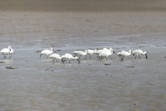 黑脸琵鹭。王姣 摄