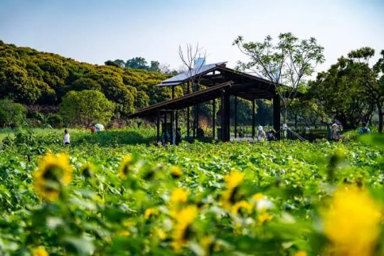 盛夏的稻香尺岸节点,拥有一大片向日葵花田 盛夏的稻香尺岸节点,拥有一大片向日葵花田