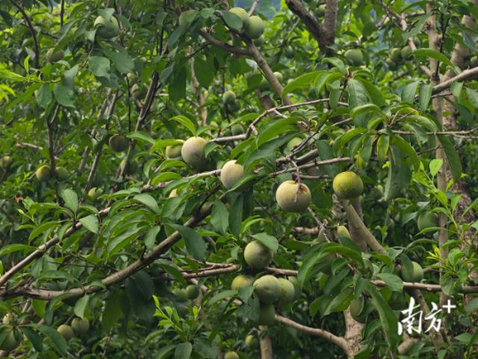 翁源三华李已成熟上市。