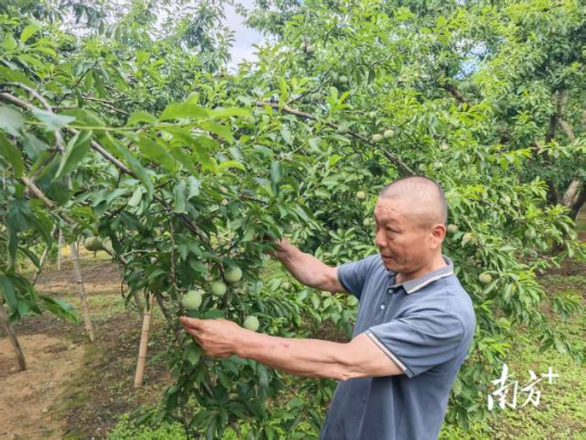 果农查看三华李果树情况。&nbsp;