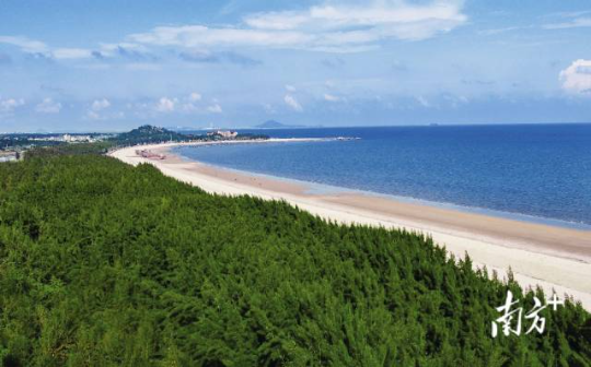 茂名市滨海新区博贺镇沿海防护林。