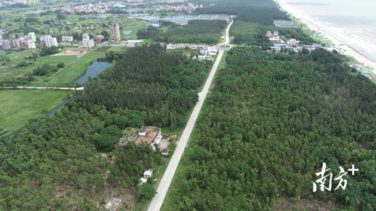 湛江市吴川市沙区沿海防护林建设成效。