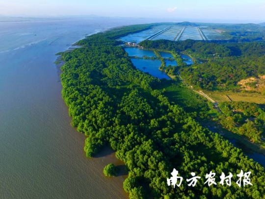 广东珠海淇澳—担杆岛省级自然保护区。 广东珠海淇澳—担杆岛省级自然保护区。