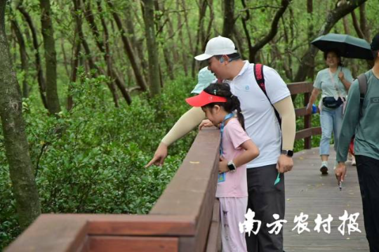 在红树林里开展自然教育活动。 在红树林里开展自然教育活动。