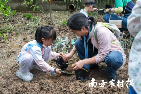 种植秋茄。 种植秋茄。