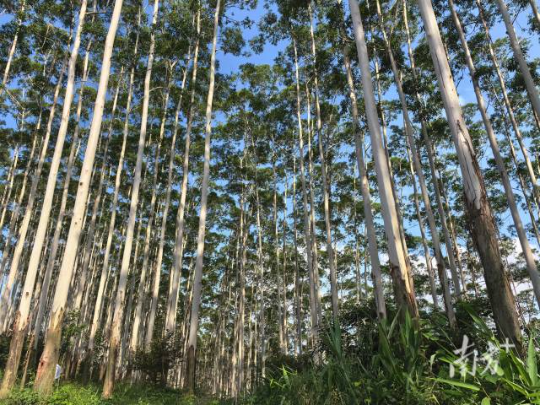 云浮林场大径材培育基地。 云浮林场大径材培育基地。