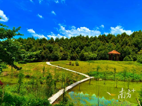 云浮林场铜鼓塘绿美点。 云浮林场铜鼓塘绿美点。