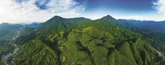 怀集三岳自然保护区满目苍翠 吴勇强 摄 怀集三岳自然保护区满目苍翠 吴勇强 摄