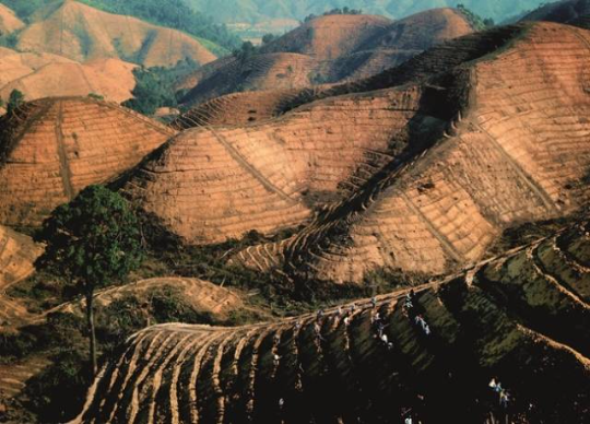 岳山造林现场 方权裕 摄 岳山造林现场 方权裕 摄