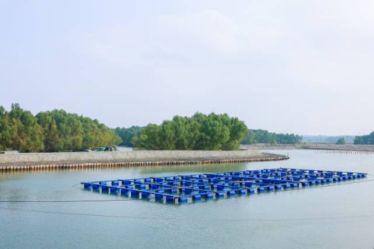 雷高镇正在大力推动红树林保护与水产养殖耦合发展。(程麒 摄) 雷高镇正在大力推动红树林保护与水产养殖耦合发展。(程麒 摄)