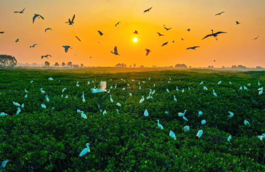 珍稀飞禽云集,湛江红树林成“鸟的天堂”。 珍稀飞禽云集,湛江红树林成“鸟的天堂”。