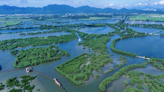 惠东县用十年时间将破碎化的红树林斑块培育成万亩连片湿地。(彭华 摄) 惠东县用十年时间将破碎化的红树林斑块培育成万亩连片湿地。(彭华 摄)