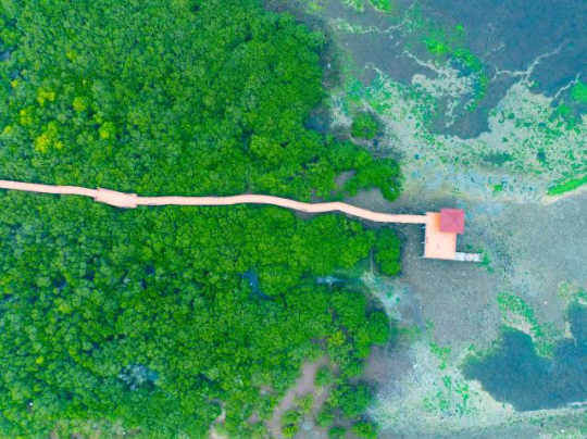 湛江特呈岛生长着全球罕见的红树林古树群。(蓝东旭 摄) 湛江特呈岛生长着全球罕见的红树林古树群。(蓝东旭 摄)