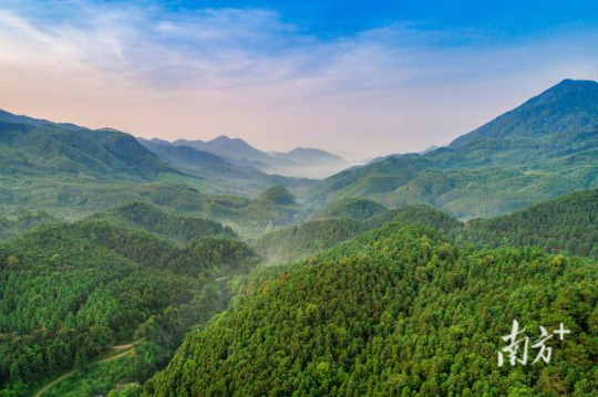 广东怀集三岳省级自然保护区。