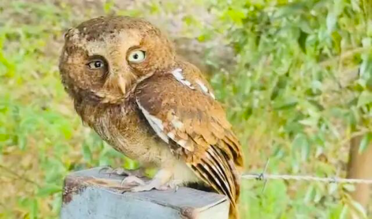 无 通讯员 企石融媒 供图