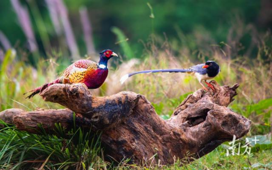 雉鸡和红嘴蓝鹊。