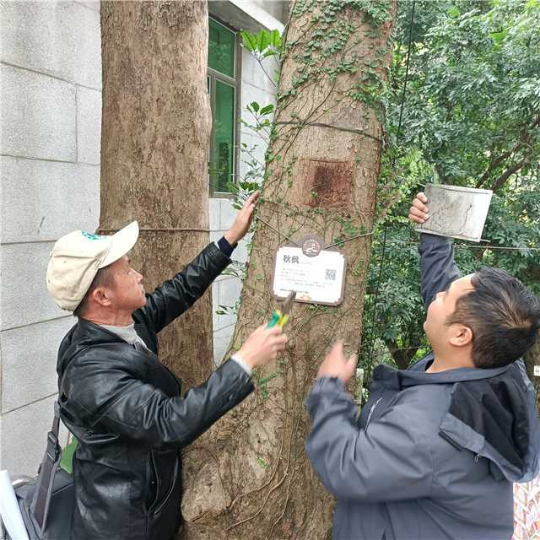 徐益成在更换古树名木保护标识牌。通讯员供图