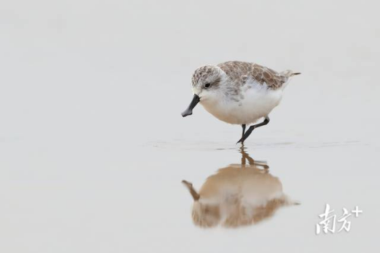 勺嘴鹬。 勺嘴鹬。