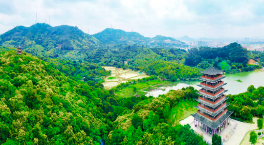 大王山古树公园 大王山古树公园