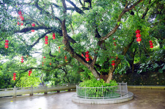 大王山古树公园 大王山古树公园