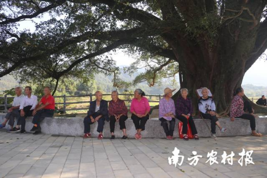 韶关市仁化县红锥古树公园。 韶关市仁化县红锥古树公园。