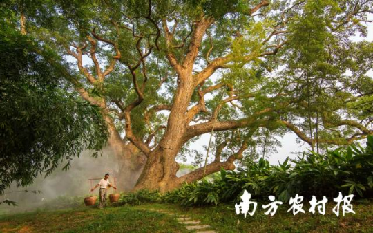 韶关市仁化县董塘镇大井村。赖继平 摄 韶关市仁化县董塘镇大井村。赖继平 摄