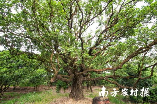 茂名高州贡园(古树公园)荔枝树。 茂名高州贡园(古树公园)荔枝树。