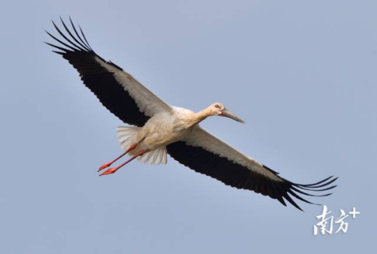 东方白鹳。 东方白鹳。