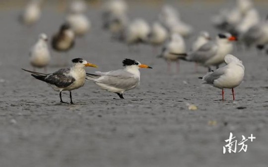中华凤头燕鸥。 中华凤头燕鸥。